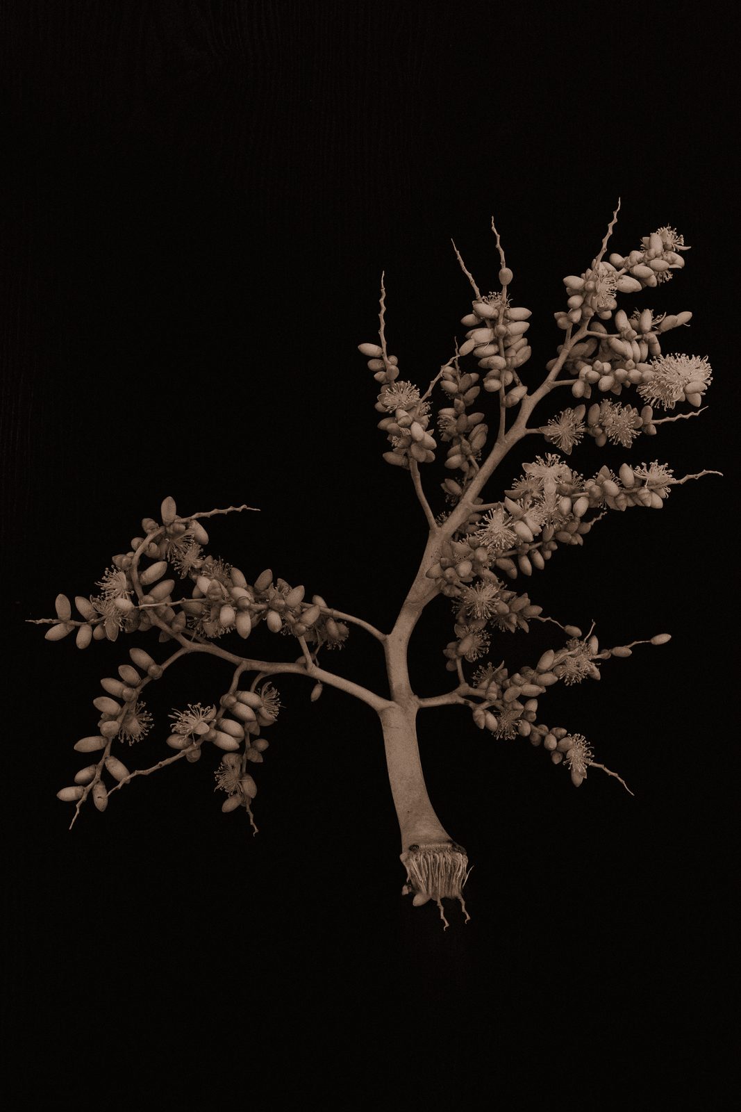 Adonidia merrillii - Manila Palm