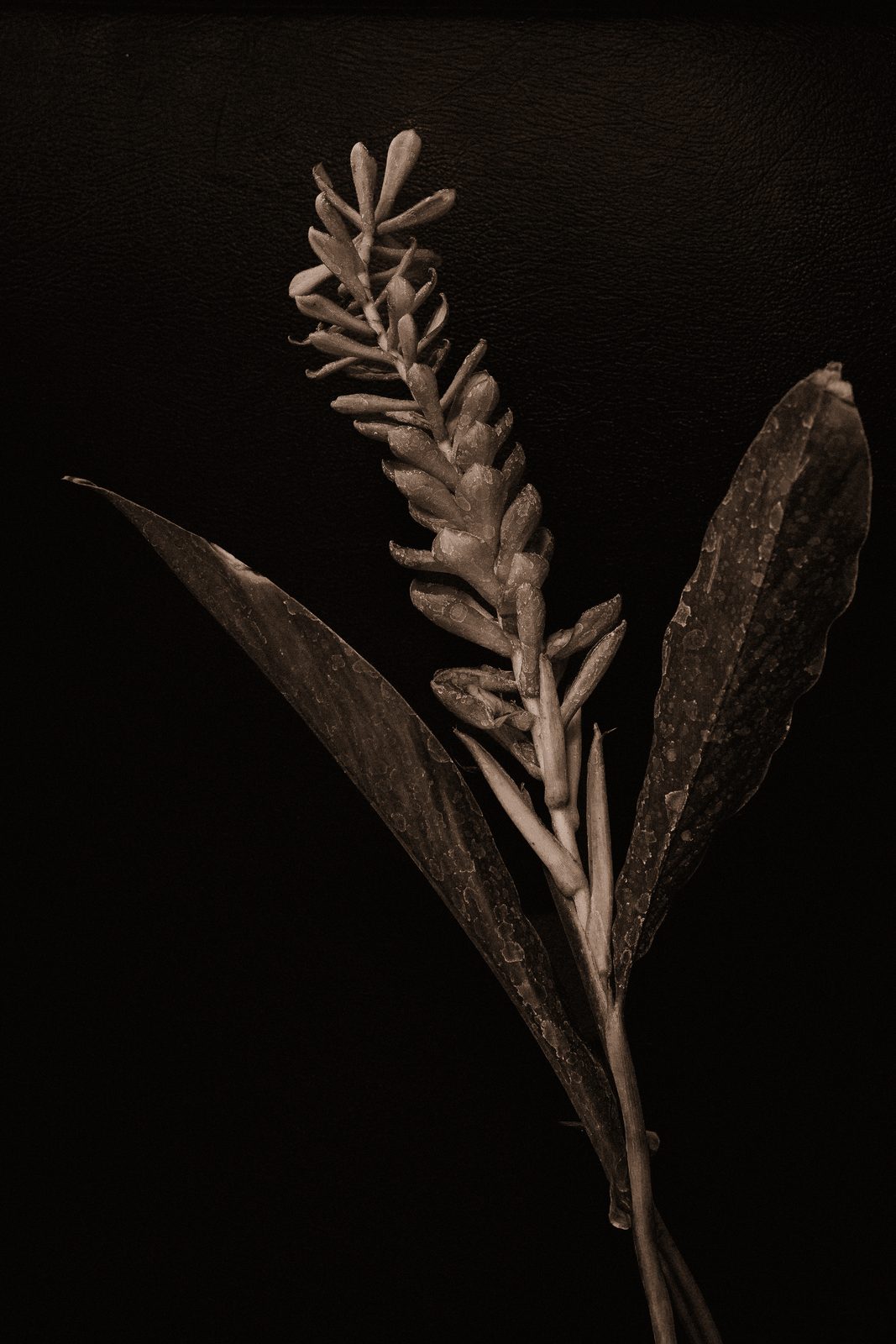 Alpinia purpurata - Red Ginger