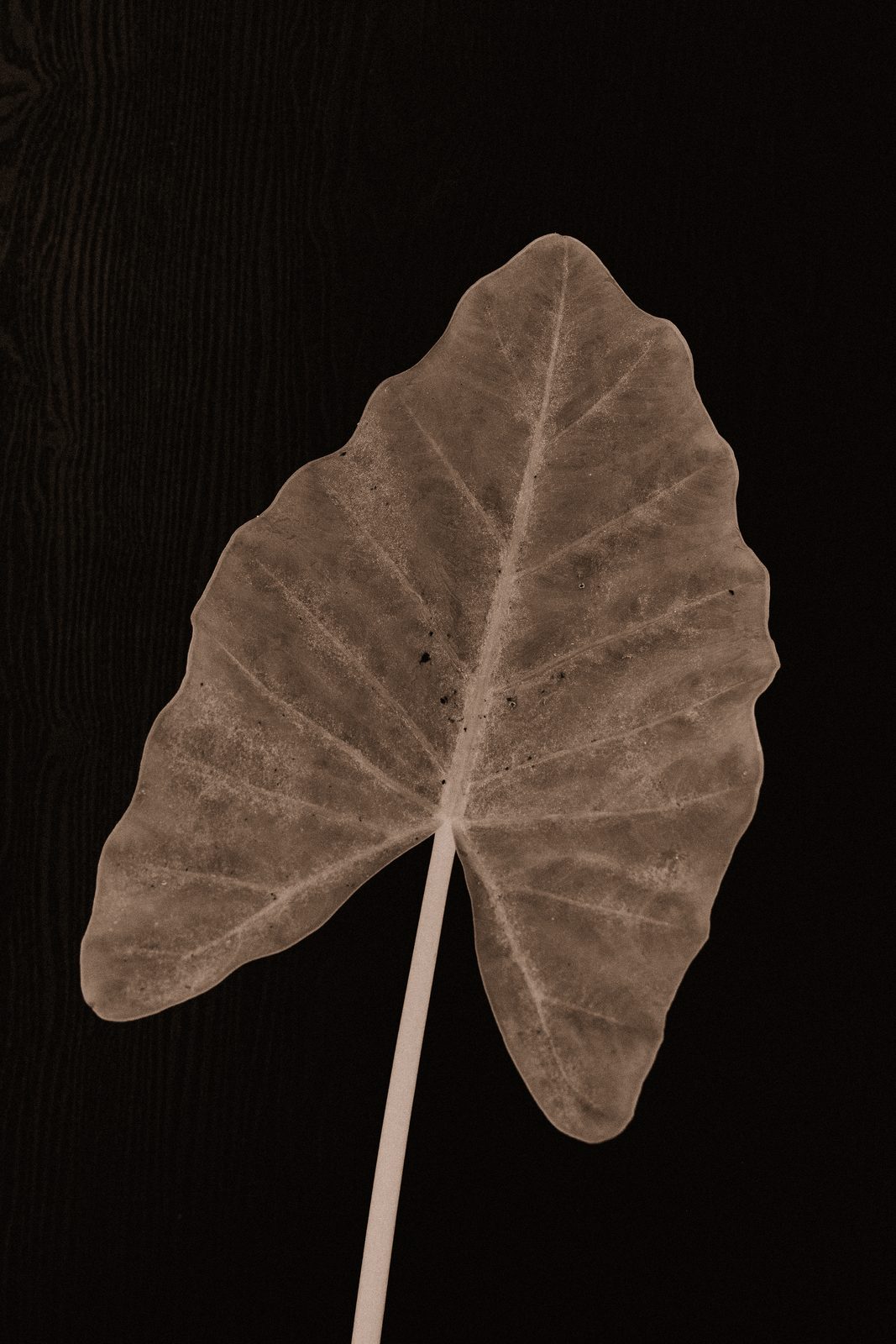 Colocasia esculenta - Taro