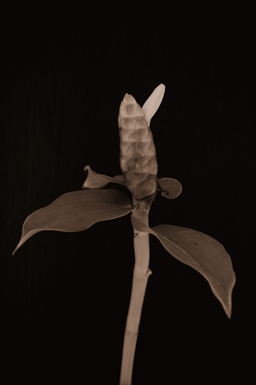 Costus spicatus - Spiral Ginger