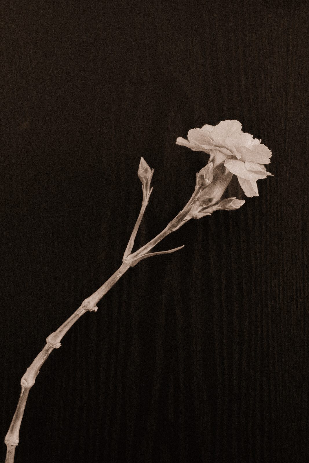 Dianthus caryophyllus - Carnation