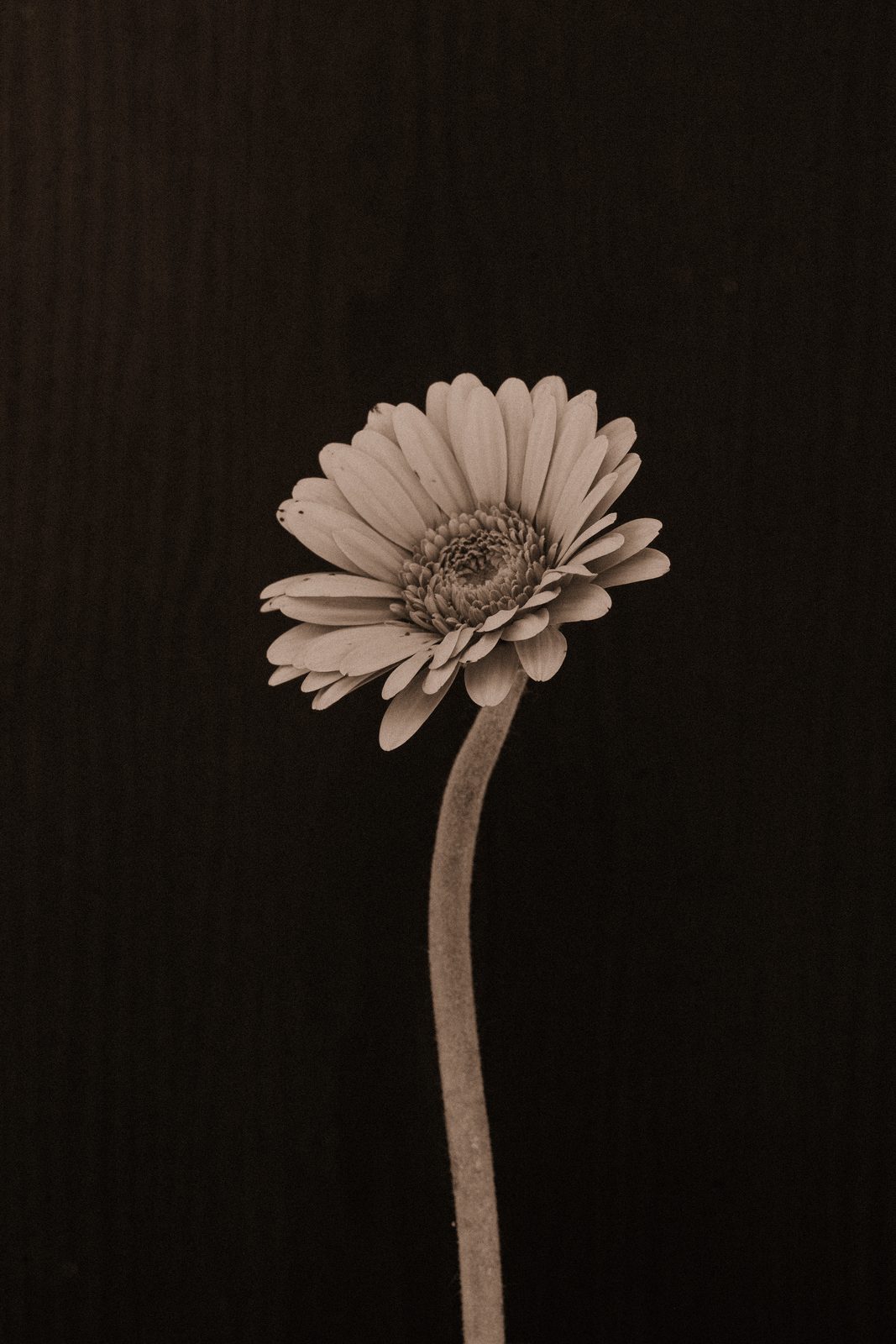Gerbera × hybrida - Gerbera Daisy