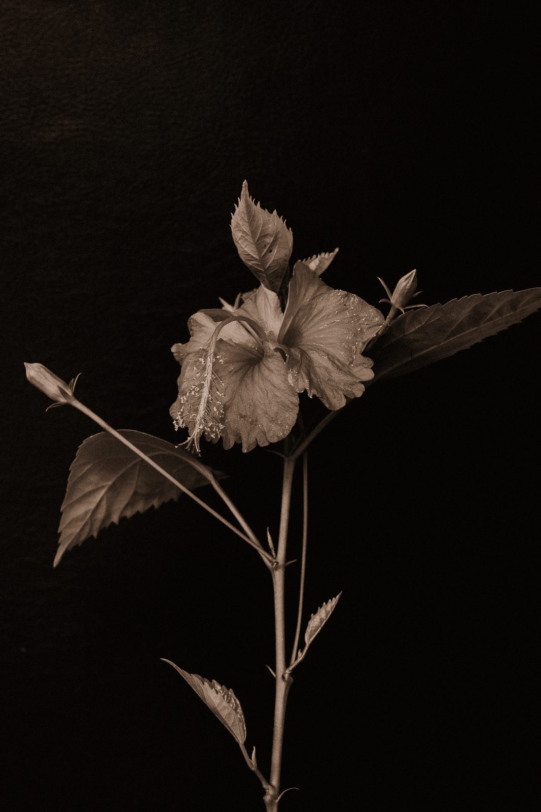 Hibiscus rosa-sinensis - Chinese Hibiscus · I