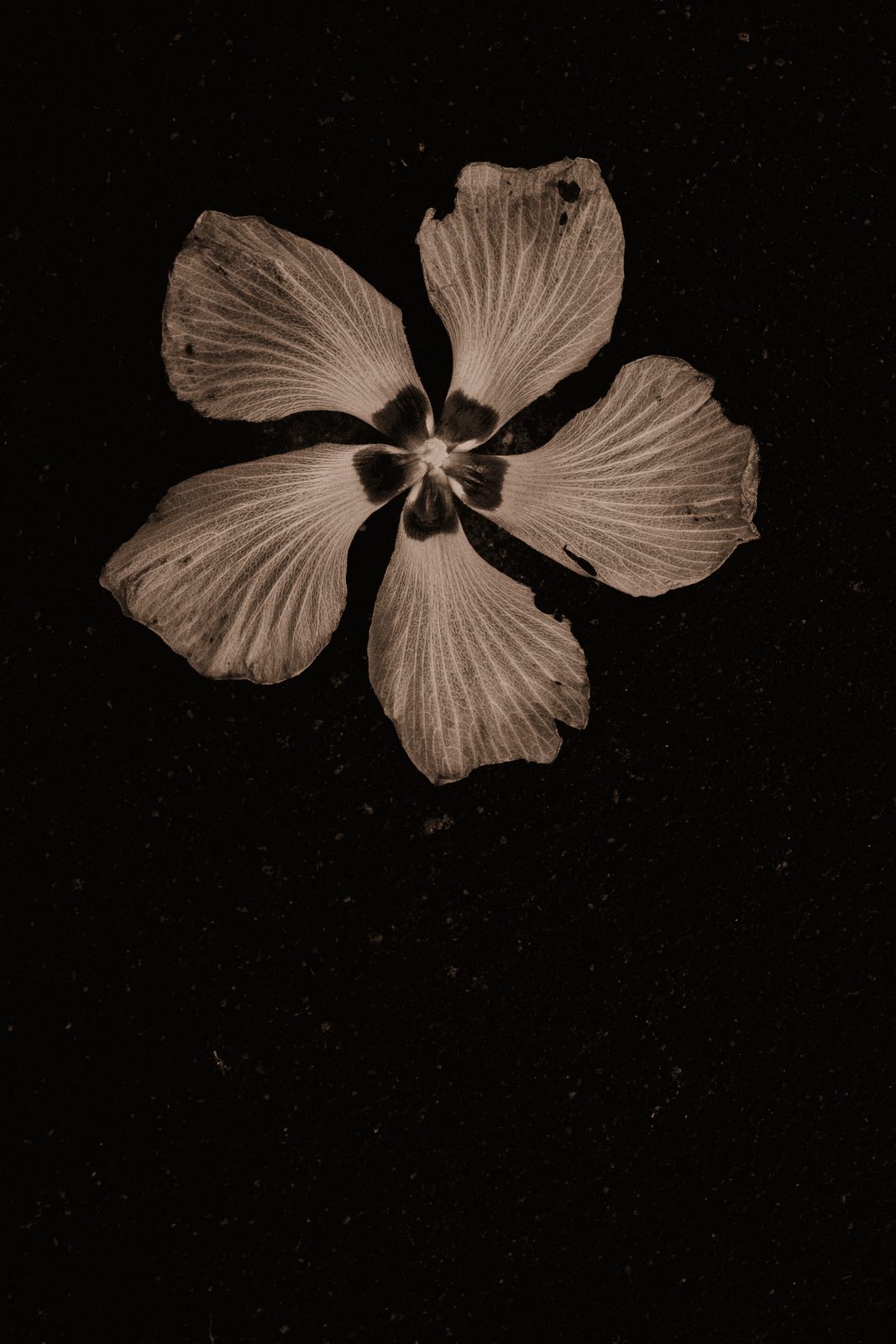 Hibiscus rosa-sinensis - Chinese Hibiscus · II