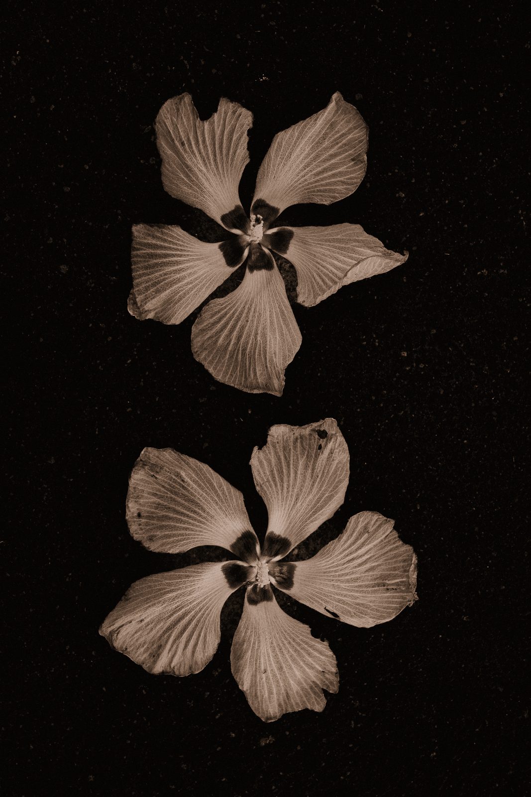 Hibiscus rosa-sinensis III - the digital original