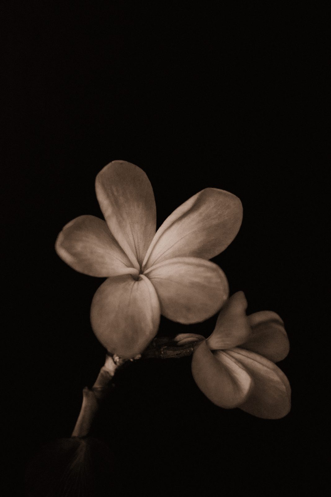 Plumeria rubra - Frangipani · I
