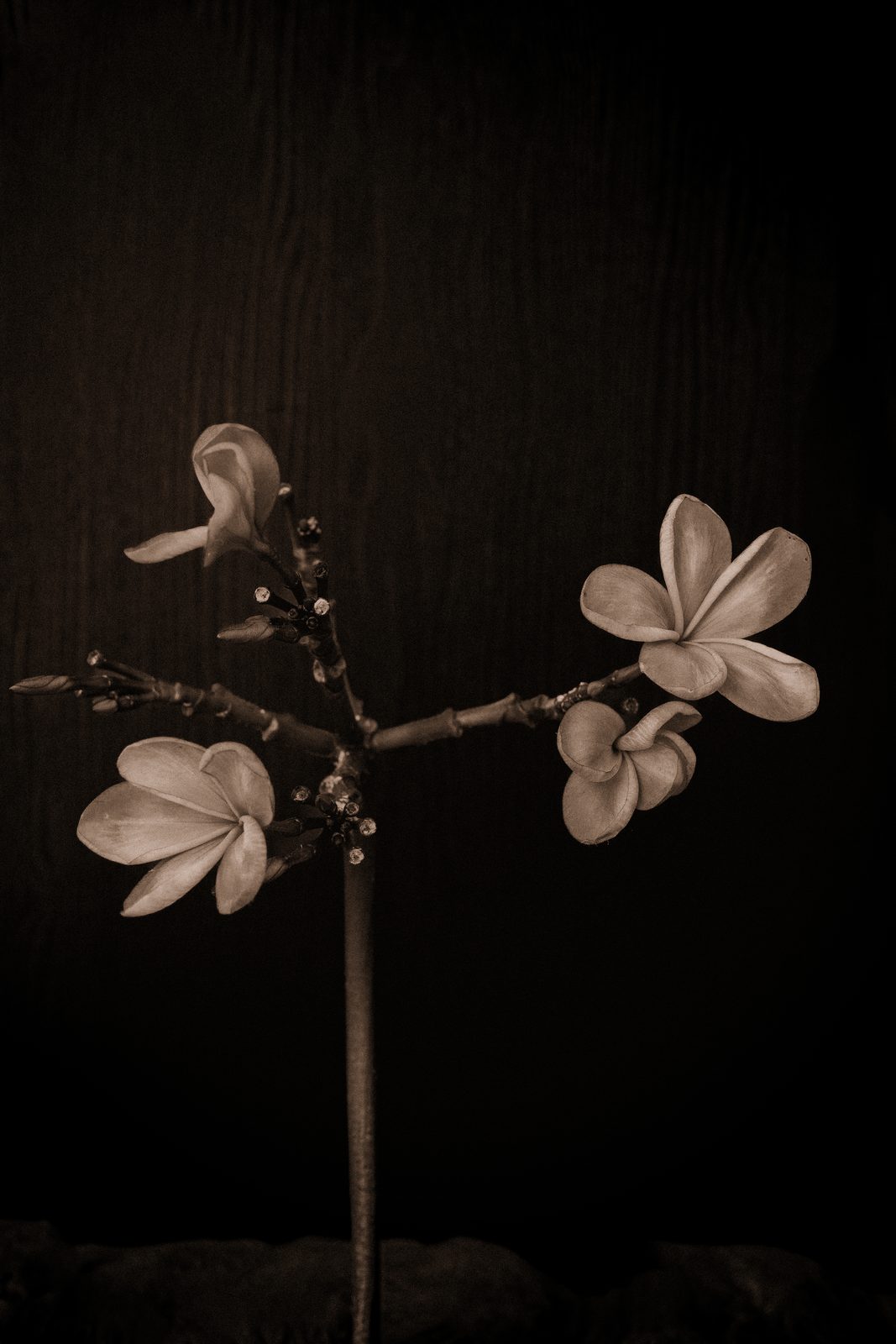 Plumeria rubra - Frangipani · II